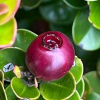 Syzygium rotundifolium Arn.
